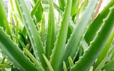 5 cây cảnh nên trồng tại ban công: "Hút" tài lộc, lười chăm vẫn xanh mướt