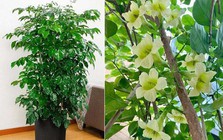 5 loại cây có tác dụng chữa lành nên trồng trong nhà để gia chủ luôn cảm thấy hạnh phúc, yêu đời