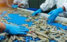 Ngành tôm đối mặt nhiều thách thức