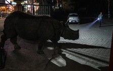 Hoảng hồn, tê giác đi ngang giữa phố