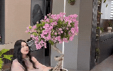 Bí quyết tự tay tạo dáng cây hoa giấy "thác đổ" cực sang trọng