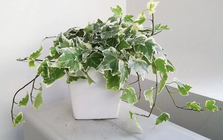 8 loại cây nên trồng ngay trong nhà: Không chỉ dễ chăm mà còn giúp hút tài lộc, vượng khí cho gia chủ