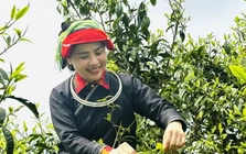 Lên Tây Côn Lĩnh thưởng trà Shan tuyết cổ thụ