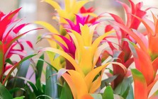 5 loại cây gần như “không thể chết”