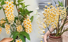 Loài lan đẹp như chùm đèn lồng treo hiên nhà: Chỉ cần nắm 5 nguyên tắc, hoa nở bền cả mùa, càng chơi càng mê