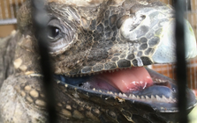 Người dân ở Lâm Đồng tìm thấy sinh vật vẻ ngoài kỳ quái nhưng chỉ ăn rau: Là loài hoang dã nguy cấp