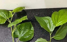 Loại lá gây "lú diện rộng", 10 người thì 9 người chọn sai, cả cõi mạng thi nhau phân biệt