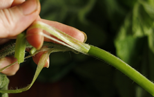 Loại rau bổ dưỡng chẳng kém "nhân sâm", ở quê mọc um tùm