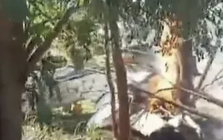 Rơi máy bay chở đầy tiền mặt giữa biên giới 3 nước, nổ ra hàng loạt vụ cướp