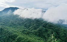 Việt Nam có 1 loài cực hiếm, chưa từng xuất hiện ở bất cứ đâu trên thế giới: Là cá nhưng lại có chân, sống ở độ cao 1.000-1.400m