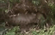 "Quái thú" nặng 45kg, dài 5,5m xơi tái vật nuôi trong đồn điền, cảnh tượng khiến lão nông rụng rời