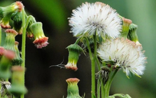 Ăn 1 mớ rau này như "nhân sâm của người nghèo", nghe tên thấy lạ nhưng ở quê mọc um tùm như cỏ