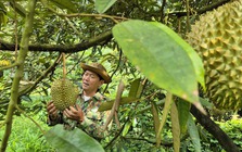 Giá sầu riêng có nơi chỉ còn 25.000 đồng/kg