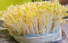 Lời khuyên đến những gia đình tự trồng giá đỗ