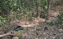 Người đàn ông khoảng 72kg chưa rõ danh tính tử vong trong rừng phòng hộ Dầu Tiếng