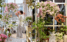 Cắt tỉa càng "bạo tay", hoa nở càng rực rỡ: Bí quyết hô biến ban công thành vườn hoa giấy đẹp như mộng từ chuyên gia