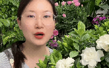 Mua bạch thiên hương về trồng cứ rụng nụ, héo lá: Cẩm nang chăm cây "đỉnh cao" cho người mới, áp dụng là hoa nở thơm ngát cả ban công