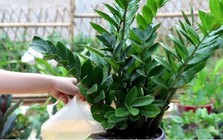 6 sai lầm khi trồng cây kim tiền khiến cây nhanh tàn, tài lộc khó tụ