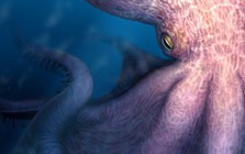 Bạch tuộc quái vật dài 19 m lộ diện ở Nhật Bản