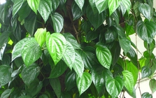 Lời khuyên đến những gia đình đang trồng cây trầu không