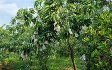 Kỳ lạ loại quả nhiều đường bậc nhất nhưng lại giúp ngừa tiểu đường, phòng cả ung thư: Việt Nam rất sẵn