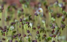 5 loại rau “đại bổ”, nên trồng ngay trong nhà: Chỉ 7 ngày là được thu hoạch