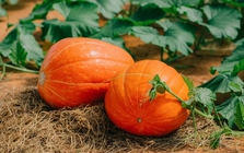 Lời khuyên đến những gia đình đang trồng cây bí đỏ