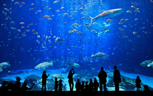 Việt Nam sắp có công viên thủy cung lớn nhất thế giới: Rộng hơn sân Mỹ Đình, sức chứa lên đến 450 triệu lít nước