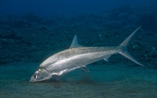 Bí ẩn "quái ngư" sông Đà: Nằm im lìm trong các hốc đá mà vẫn được xem là "kẻ thống trị" trên sông