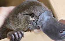 Loài vật khó hiểu nhất thế giới