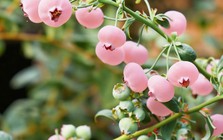 Loại quả màu hồng đẹp mắt đang gây "sốt mạng": Liệu có giàu dinh dưỡng hơn việt quất xanh?