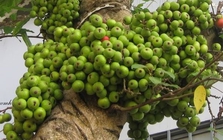 Lời khuyên đến những gia đình đang trồng cây sung