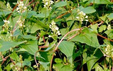 Loại cây chống rụng tóc cực đỉnh, dưỡng tóc đen mượt, đặc biệt tốt cho nam giới: Mọc dại đầy Việt Nam