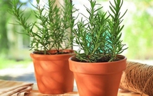 5 loại cây cảnh mà người trên 40 tuổi nên trồng để tăng cường sức khỏe, gia đình thêm thịnh vượng