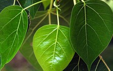 Đừng trồng trước nhà 3 loại cây này: Dễ 'tụ khí xấu', chặn tài lộc