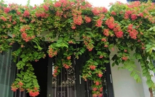 Lời khuyên dành cho những gia đình đang trồng sử quân tử