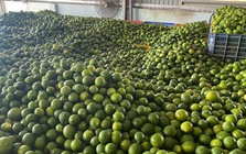 Khách Hàn 'sốc' với một loại quả bán đầy chợ Việt chỉ vì: "Ở Hàn là 200.000 đồng 1 cân"