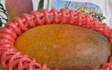 Trồng thành công giống xoài đắt đỏ nhất thế giới ngay tại TPHCM