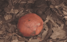 Loài hoa vô lý nhất thế giới: Nặng 10kg, to hơn 1 mét, không có thân, rễ nhưng mùi hương mới là thứ ám ảnh