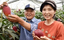 Loại quả được gọi là 'trứng của mặt trời' vừa được trồng thành công tại Việt Nam - có gì đặc biệt mà giá có thể lên tới 3.000 USD/cặp?