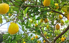 Lời khuyên đến những gia đình đang trồng cây chanh