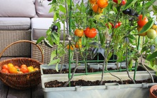 7 loại cây tốt nhất để trồng ở ban công: Vừa được thu hoạch trái ăn, vừa đẹp mắt