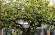 Không phải mê tín: Trong nhà có 6 loài cây này, càng trồng càng may mắn, bảo sao người giàu thích mê