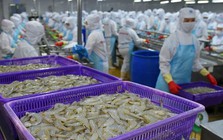 Từng được kỳ vọng lãi gấp đôi 'sau 1 đêm', đại gia tôm Việt Nam 'nhịn' lãi, quyết không hoàn nhập dự phòng giữa đòn bão thuế của Mỹ