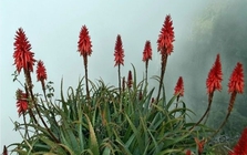 Cây thuốc quý mọng nước, mềm mịn như thạch: Nhà nào có vài chậu quý ngang vàng mười