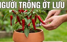 Lời khuyên chân thành dành cho những người đang trồng cây ớt