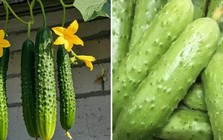 Đừng tùy tiện chọn bất kỳ quả dưa chuột nào! Tránh 4 lỗi này thì những người bán rau phải gọi bạn là chuyên gia