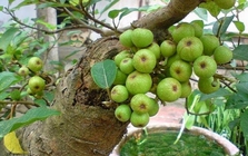 Lời khuyên dành cho các gia đình đang trồng cây sung