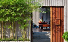 Đừng trồng 6 loại cây này sát nhà kẻo "rước họa"