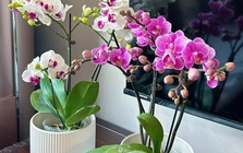 Lời khuyên dành cho những gia đình đang trồng lan hồ điệp